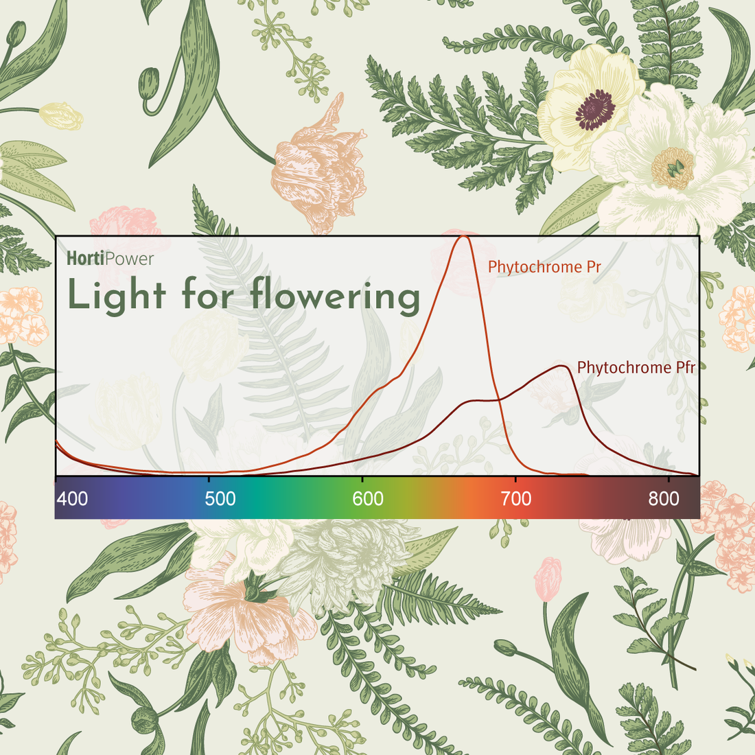 Graph with light response for plant flowering with Phytochrome receptor