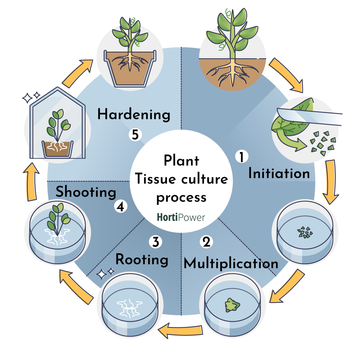 Plant Tissue Culture Diagram